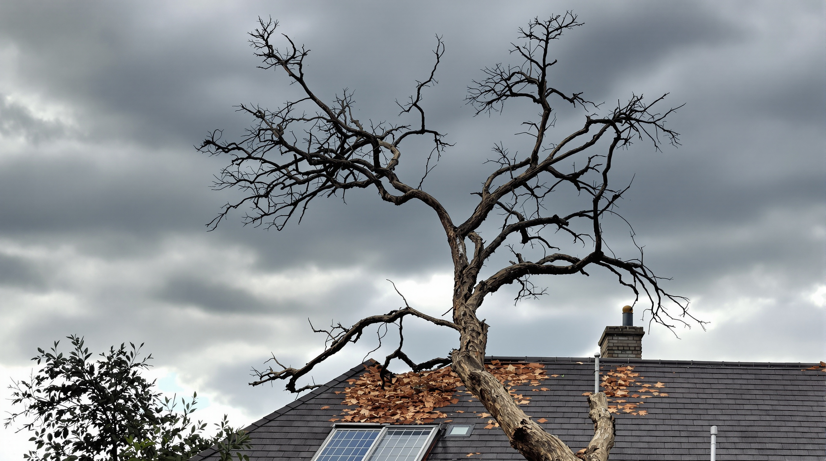 Urgence tempête arbres