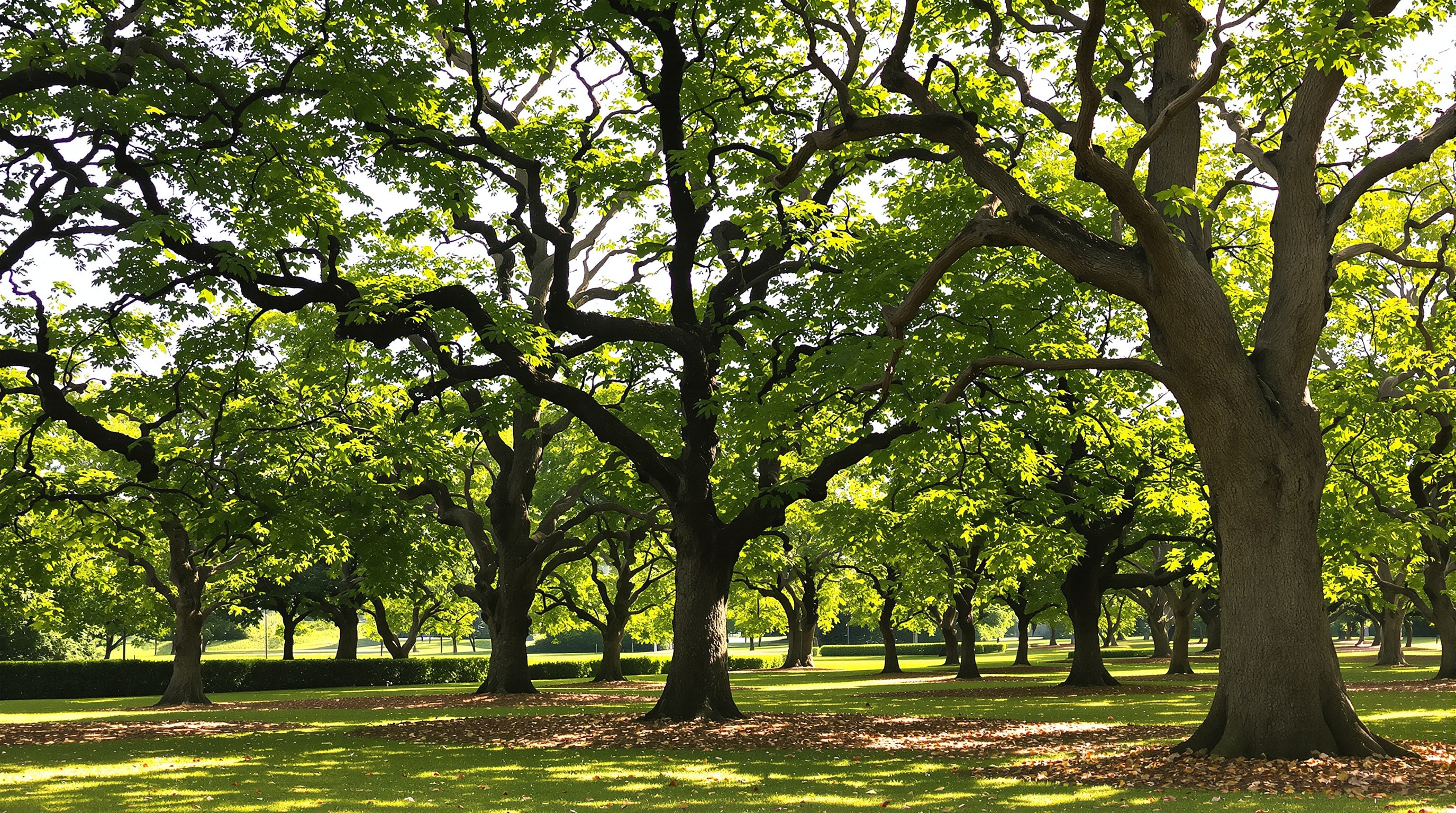 Arbres sains dans le paysage vendéen
